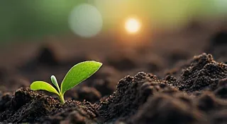 Echoes of the Earth: Understanding the Soil Ecosystem in Container Tomato Gardens