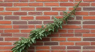 The Wandering Vine: Adapting Container Tomato Gardening to Unconventional Spaces